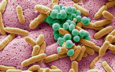 Microbiota intestinal y envejecimiento
