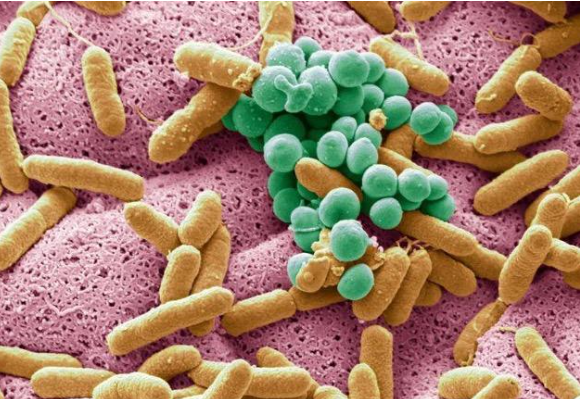 Microbiota intestinal y envejecimiento